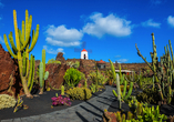 Der Kaktusgarten auf Lanzarote ist einen Besuch wert.