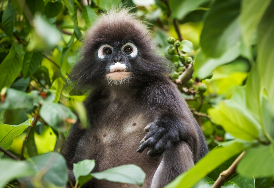 In den Mangrovenwäldern auf Langkawi leben wilde Affen.