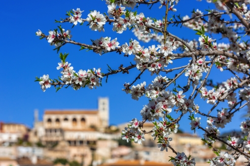 Alle Jahre wieder verzaubert die Mandelblüte die Insel Mallorca.