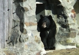 Im Tiergarten Falkenstein ist sogar ein Schwarzbär zu Hause.