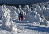 Zahlreiche Routen für Winterwanderungen und Langlaufloipen erwarten Sie im Nationalpark Harz.