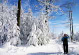 Der Bayerische Wald wird im Winter meist zu einem Paradies für Schneeliebhaber.