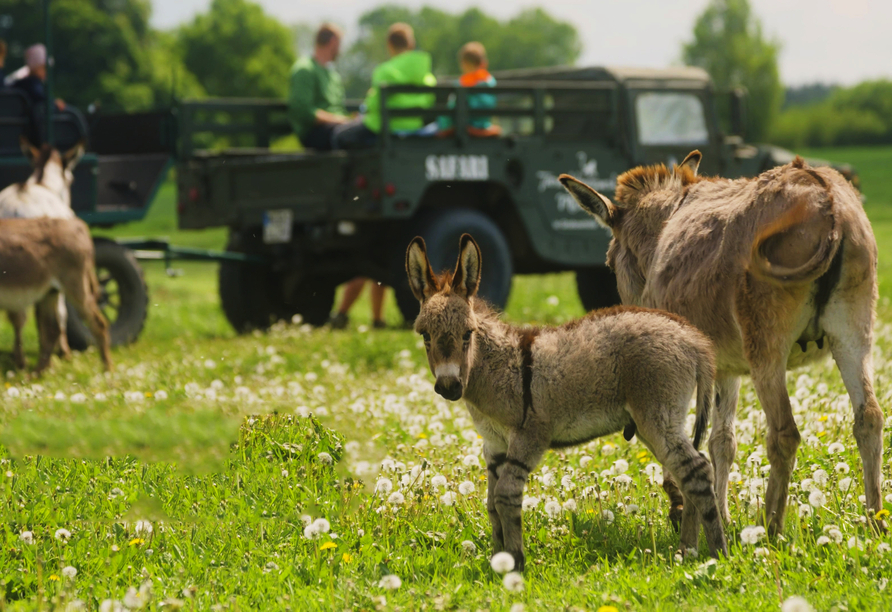 Erleben Sie die Tiere hautnah im Tiererlebnispark!