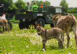 Erleben Sie die Tiere hautnah im Tiererlebnispark!