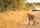 Wer weiß, vielleicht läuft Ihnen bei Ihrer Safari im Kruger Nationalpark ja auch ein Löwe über den Weg.