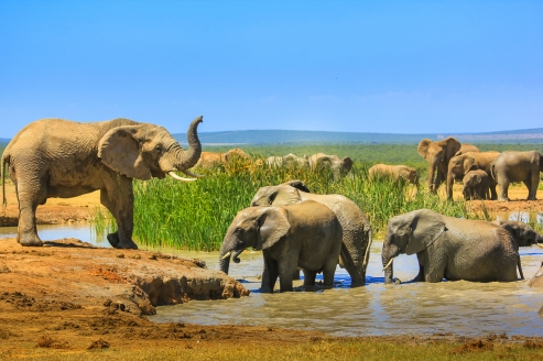 Die Elefanten im Addo Elephant National Park heißen Sie herzlich willkommen!