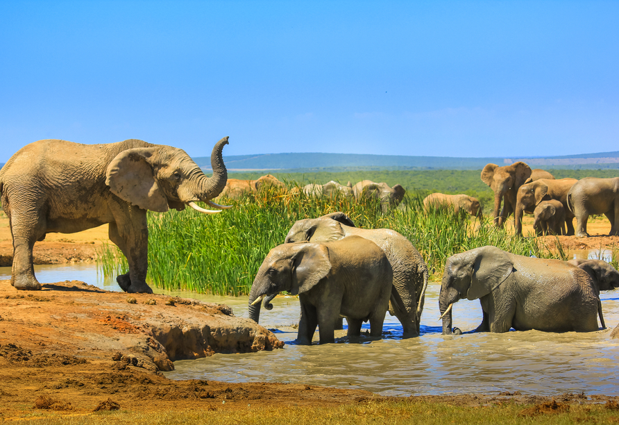 Die Elefanten im Addo Elephant National Park heißen Sie herzlich willkommen!