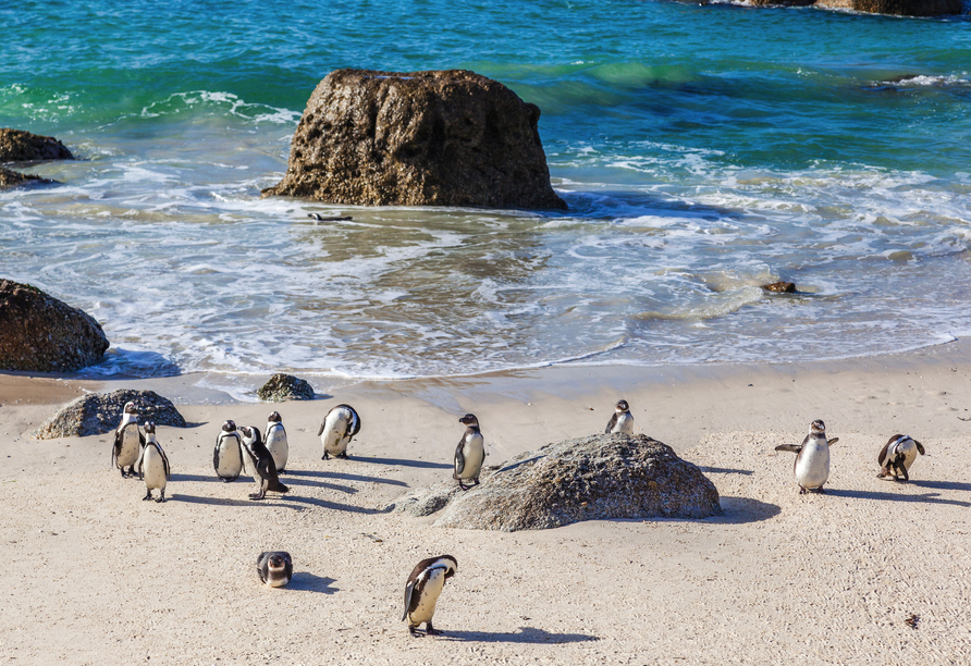 Am Boulder's Beach können Sie Pinguine in Ihrer natürlichen Umgebung beobachten (opt. Ausflugspaket 2).