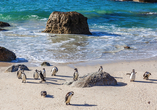 Am Boulder's Beach können Sie Pinguine in Ihrer natürlichen Umgebung beobachten (opt. Ausflugspaket 2).