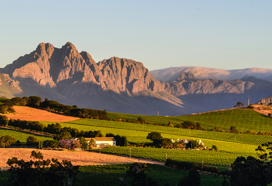 Weinberge prägen die malerischen Winelands, wo Sie u.a. eine Weinverkostung erwartet.