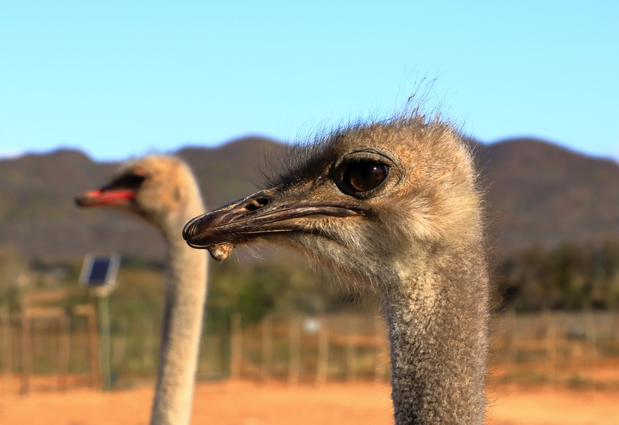 Sie fahren nach Oudtshoorn, wo Sie optional eine Straußenfarm besuchen können.