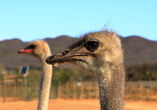 Sie fahren nach Oudtshoorn, wo Sie optional eine Straußenfarm besuchen können.