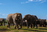 Elefaten im Addo Elephant Park