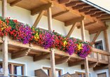 Eine herrliche Blumenpracht schmückt im Sommer die Fassade des Gasthofs Almhof.