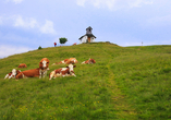 Tanken Sie neue Energie in den Bergen der Wildschönau.