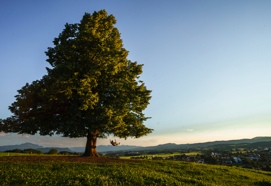 Im Allgäu entdecken Sie den Schaukelbaum – schaukeln Sie darin mit herrlichem Panoramablick.