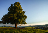 Im Allgäu entdecken Sie den Schaukelbaum – schaukeln Sie darin mit herrlichem Panoramablick.