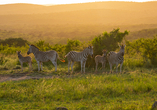 Der Hluhluwe iMfolozi-Park ist herrlich grün und hügelig  – ganz im Gegensatz zu den meisten anderen Nationalparks Südafrikas.