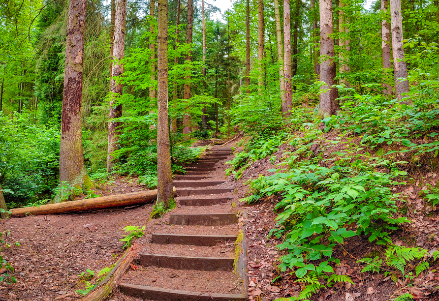 Wunderbare Wanderwege führen Sie zu den Schrammsteinen der Sächsischen Schweiz.