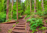 Wunderbare Wanderwege führen Sie zu den Schrammsteinen der Sächsischen Schweiz.