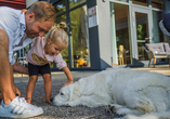 Auch die vierbeinigen Familienmitglieder sind im JUFA Hotel Grünau im Almtal herzlich willkommen. 