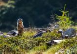 Der Nationalpark Stilfserjoch hält eine einzigartige Flora und Fauna für Sie bereit.