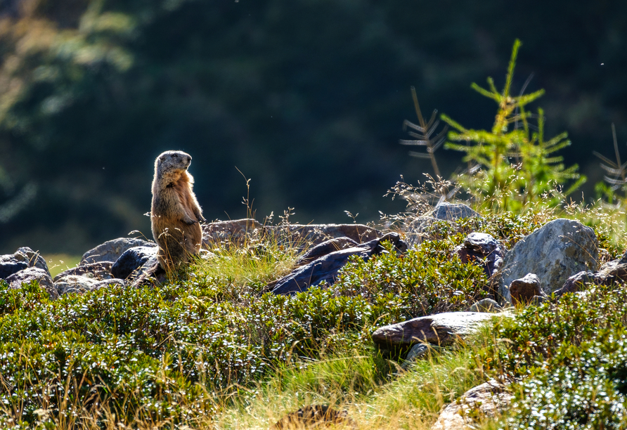 Der Nationalpark Stilfserjoch hält eine einzigartige Flora und Fauna für Sie bereit.