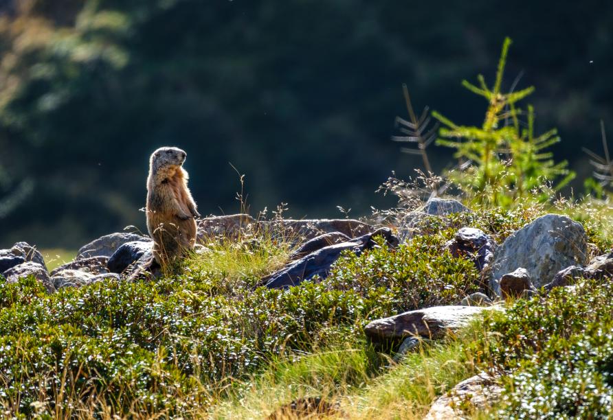 Der Nationalpark Stilfserjoch hält eine einzigartige Flora und Fauna für Sie bereit.