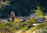 Der Nationalpark Stilfserjoch hält eine einzigartige Flora und Fauna für Sie bereit.