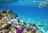 Von der faszinierenden Unterwasserwelt mit Korallenriffen und exotischen Meeresbewohnern werden Sie noch lange träumen.