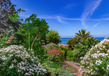 Die Flora auf Ischia ist bezaubernd – dem milden, mediterranen Klima sei Dank.