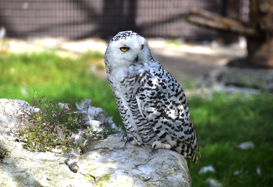 Im Wildpark Cumberland in Grünau im Almtal erwarten Sie faszinierende Arten, wie die weiße Schneeeule.