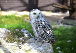 Im Wildpark Cumberland in Grünau im Almtal erwarten Sie faszinierende Arten, wie die weiße Schneeeule.