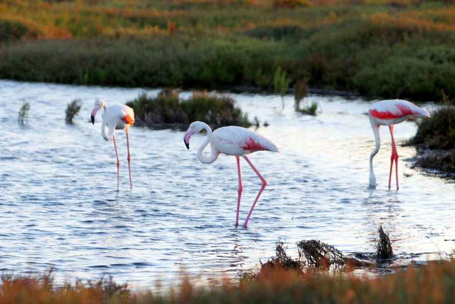 Ein Paradies für Naturliebhaber ist der Naturpark Ebro-Delta, in dem auch Flamingos leben.