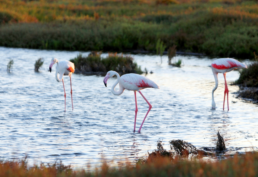 Ein Paradies für Naturliebhaber ist der Naturpark Ebro-Delta, in dem auch Flamingos leben.