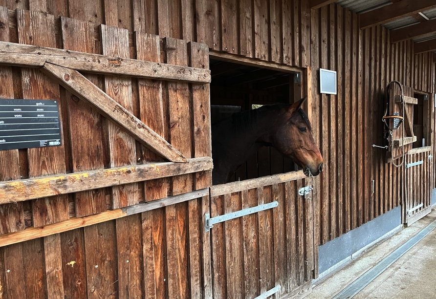 Finden Sie Ihr Glück der Erde, das bekanntlich auf dem Rücken der Pferde liegt, in Ihrem Urlaub im Bernsteinschloss Wendorf.