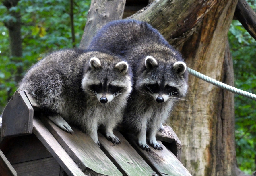 Possierliche Tiere wie diese Waschbären warten auf Ihren Besuch im Wildpark-MV in Güstrow.