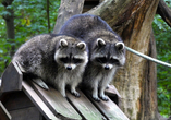 Possierliche Tiere wie diese Waschbären warten auf Ihren Besuch im Wildpark-MV in Güstrow.