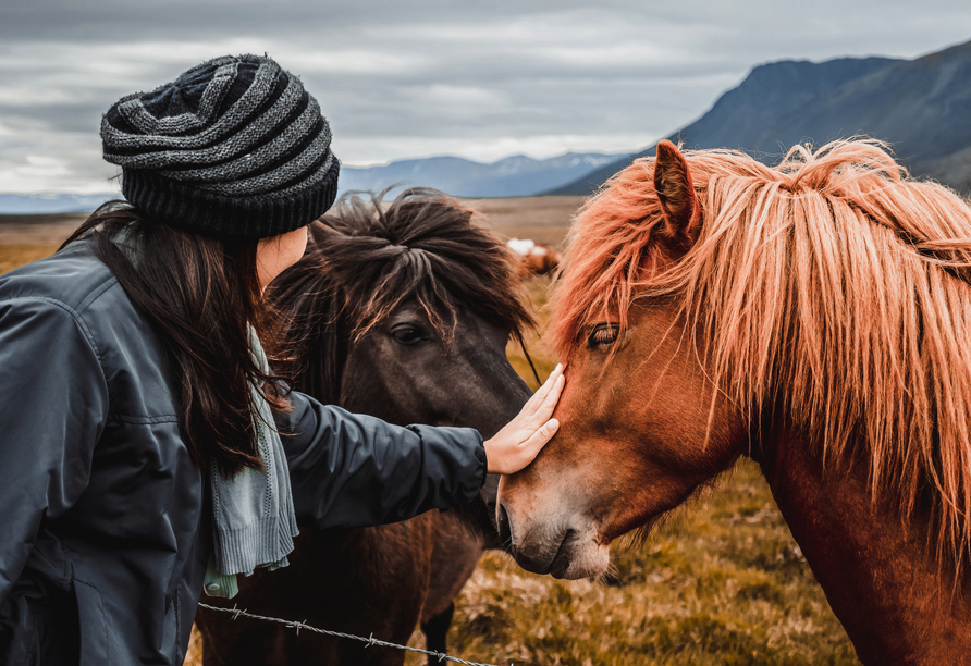 Entdecken Sie die heimischen Islandponys.