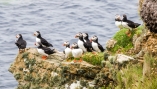 Die kleinen Papageitaucher sind typisch für Island und Schottland.