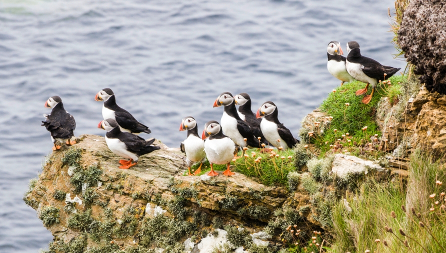 Die kleinen Papageitaucher sind typisch für Island und Schottland.