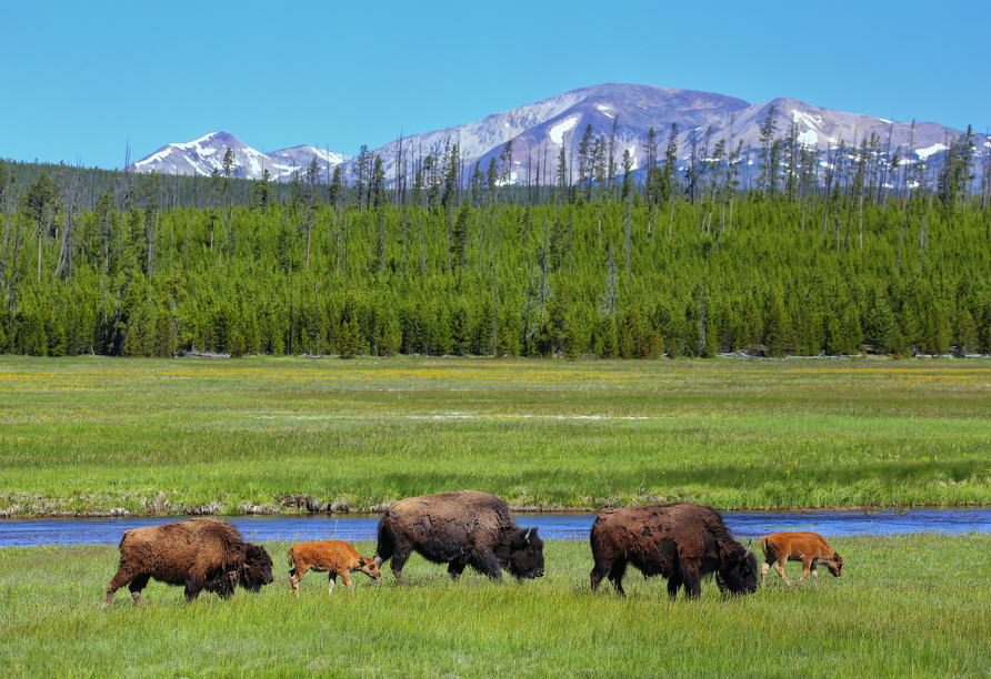 Im Yellowstone Nationalpark können Sie mit Glück Bisons beim Grasen beobachten.