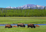 Im Yellowstone Nationalpark können Sie mit Glück Bisons beim Grasen beobachten.