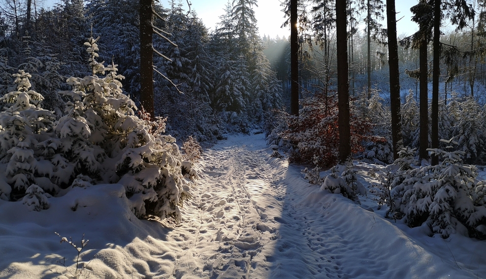 Verschneite Wanderwege im Spessart rufen zu winterlichen Wanderungen.