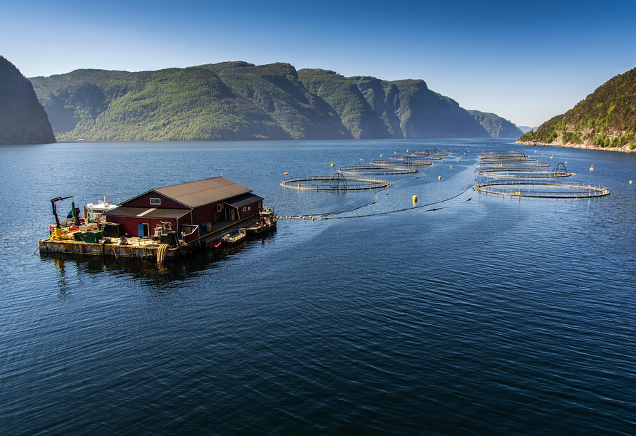 Sie besuchen eine typische Lachsfarm, wo Norwegens bekanntestes Exportprodukt, der Atlantische Lachs, gezüchtet wird.