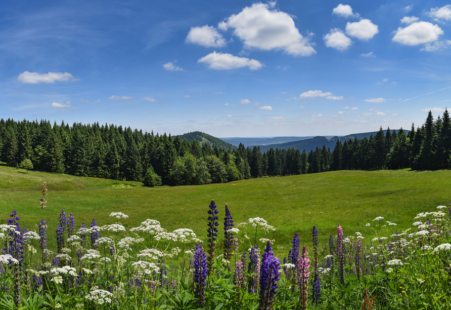 Die Schönheiten des Thüringer Waldes begeistern jeden Urlauber.