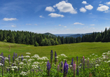 Die Schönheiten des Thüringer Waldes begeistern jeden Urlauber.