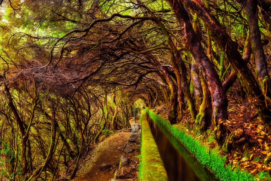 Freuen Sie sich auf ein Reisehighlight: die Levada-Wanderung durch Madeiras Natur.