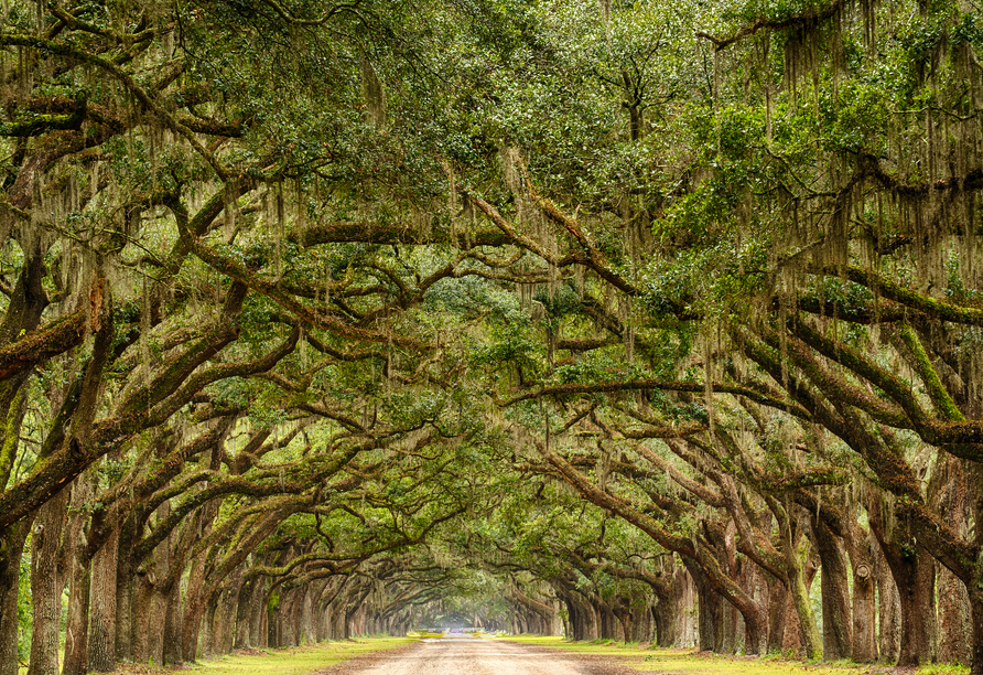 Bestaunen Sie die einzigartige Eichen-Allee in Savannah.