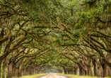 Bestaunen Sie die einzigartige Eichen-Allee in Savannah.